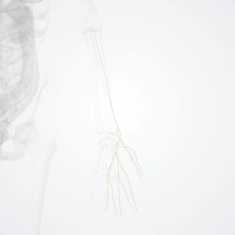 Superficial branch of radial nerve (Ramus superficialis nervi radialis) highlighted in a 3D model of the human body