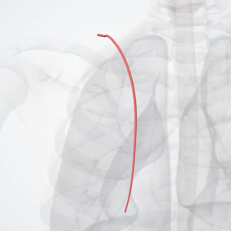 (Ramus superficial arteriae transversae colli) ((Superficial branch of transverse cervical artery)) hervorgehoben in einem 3D-Modell des menschlichen Körpers