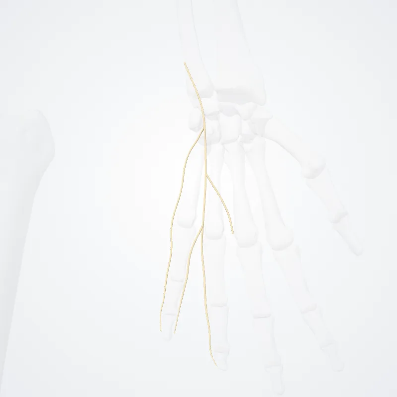 Ramus superficialis nervi ulnaris (Superficial branch of ulnar nerve) hervorgehoben in einem 3D-Modell des menschlichen Körpers