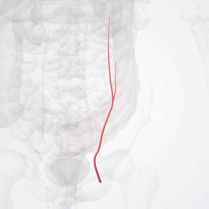 Arteria epigastrica superficialis (Superficial epigastric artery) hervorgehoben in einem 3D-Modell des menschlichen Körpers