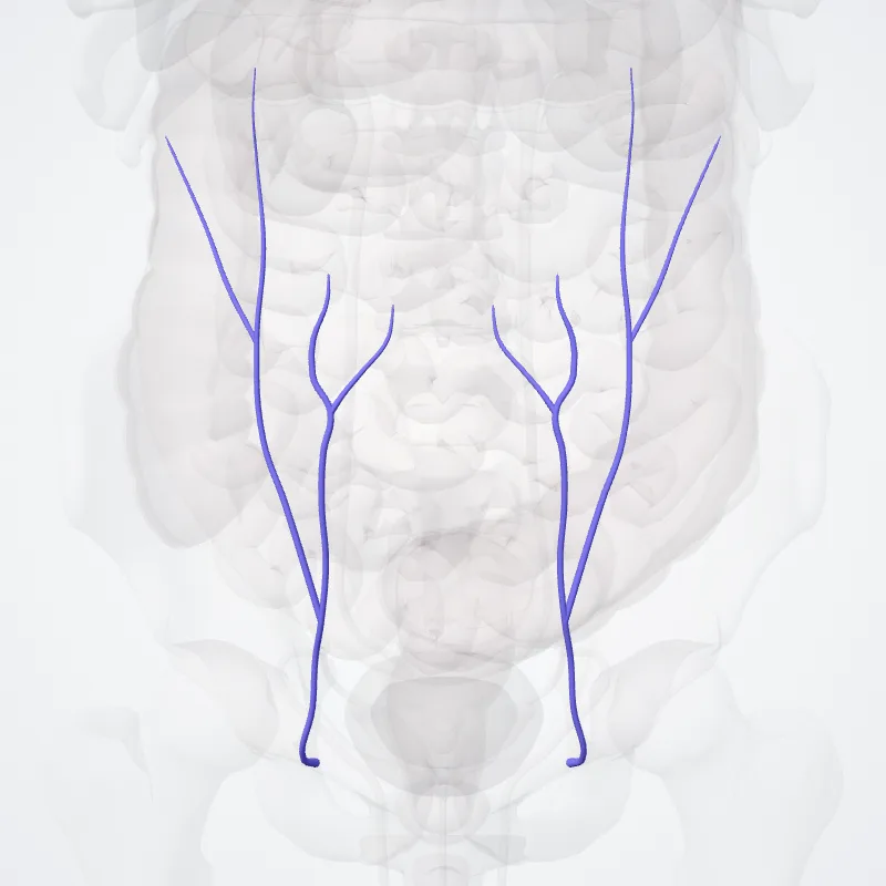 Superficial epigastric vein (Vena epigastrica superficialis) highlighted in a 3D model of the human body