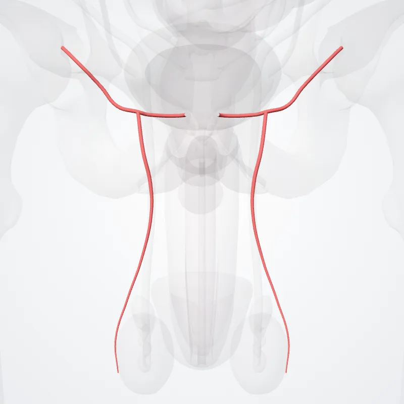 Superficial external pudendal artery (Arteria pudendalis externa superficialis) highlighted in a 3D model of the human body