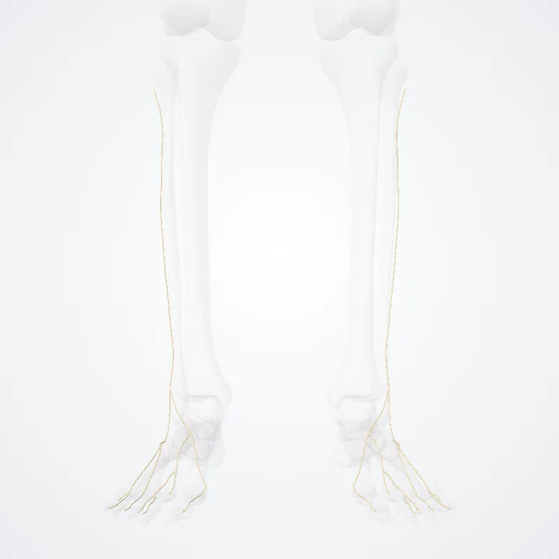 Nervus fibularis superficialis (Superficial fibular nerve) hervorgehoben in einem 3D-Modell des menschlichen Körpers
