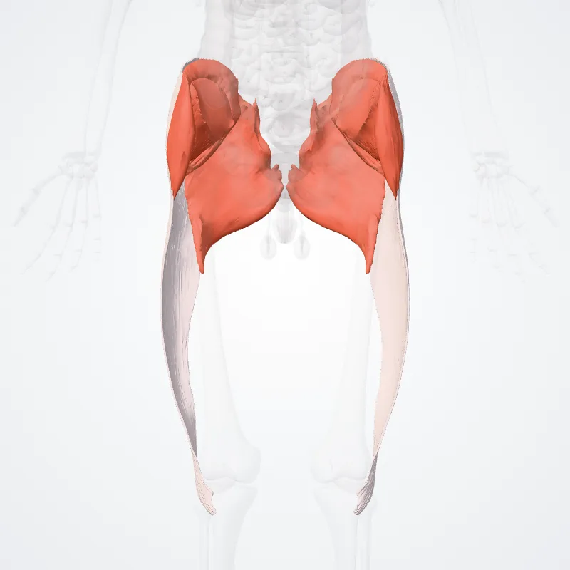 Musculi glutei superficiales (Superficial gluteal muscles) hervorgehoben in einem 3D-Modell des menschlichen Körpers