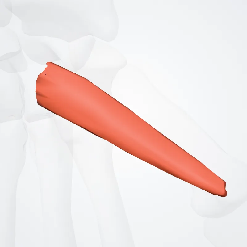 Caput superficiale flexoris brevis pollicis (Superficial head of flexor pollicis brevis) hervorgehoben in einem 3D-Modell des menschlichen Körpers