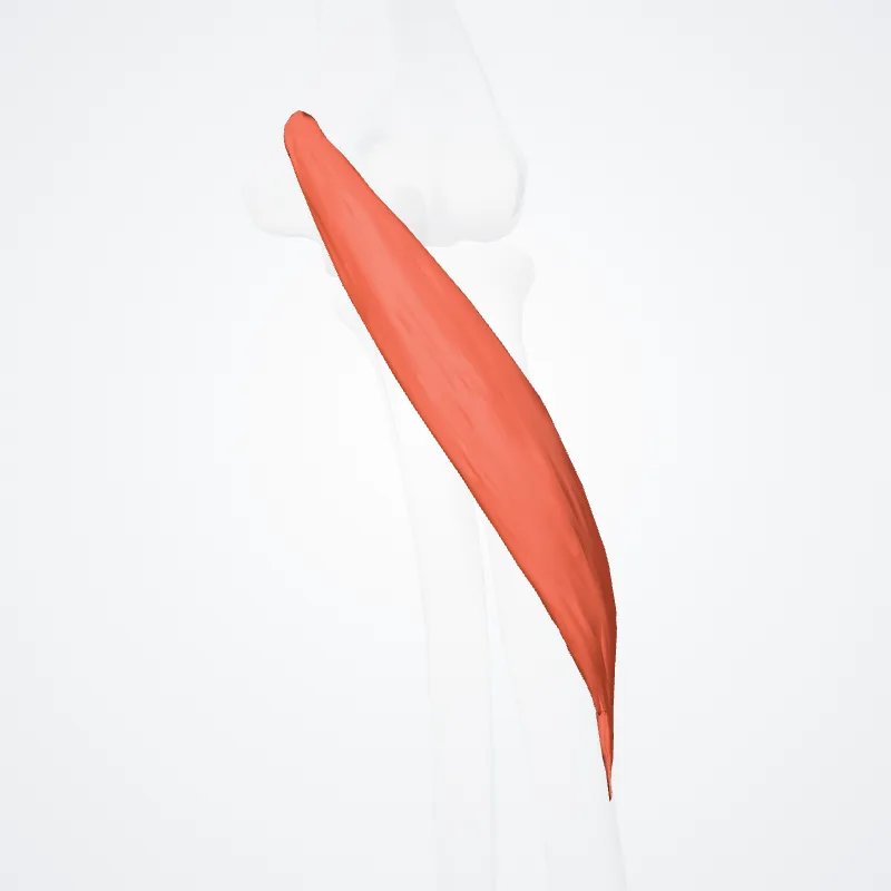 Superficial head of pronator teres (Caput superficiale pronatoris teretis) highlighted in a 3D model of the human body
