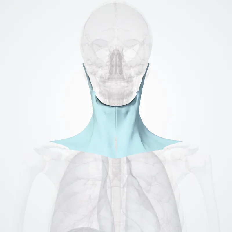 Fascia investiens superficialis colli lamina (Superficial investing cervical fascia) hervorgehoben in einem 3D-Modell des menschlichen Körpers