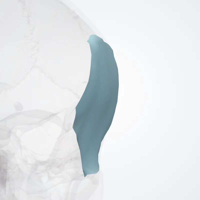 Superficial layer of temporal fascia (Lamina superficialis fasciae temporalis) highlighted in a 3D model of the human body
