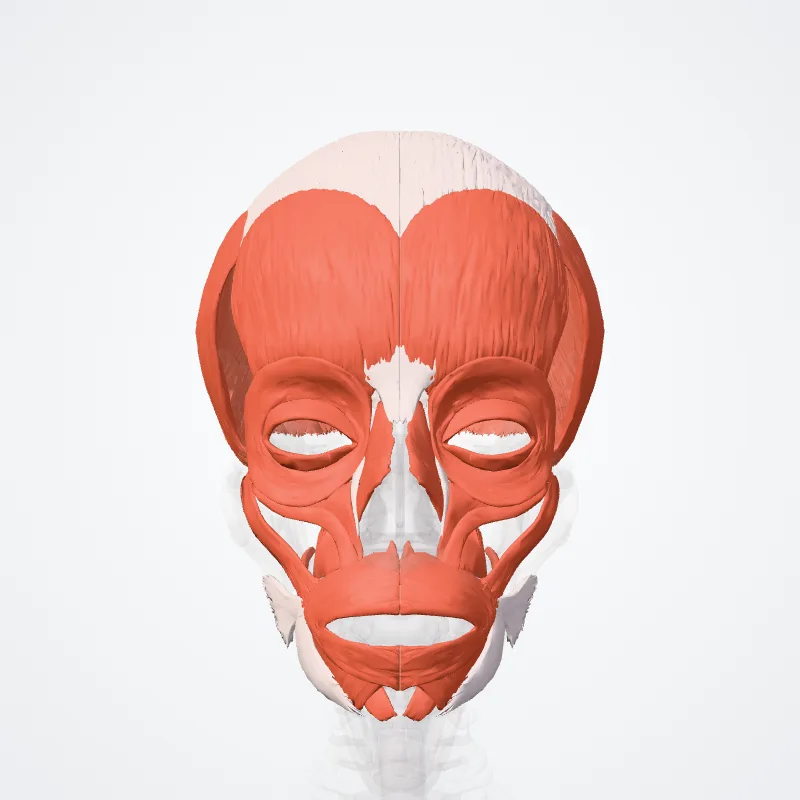 Superficial muscles of head (Musculi superficiales capitis) highlighted in a 3D model of the human body