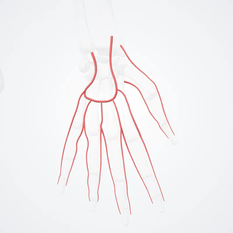 Arcus palmaris superficialis (Superficial palmar arch) hervorgehoben in einem 3D-Modell des menschlichen Körpers