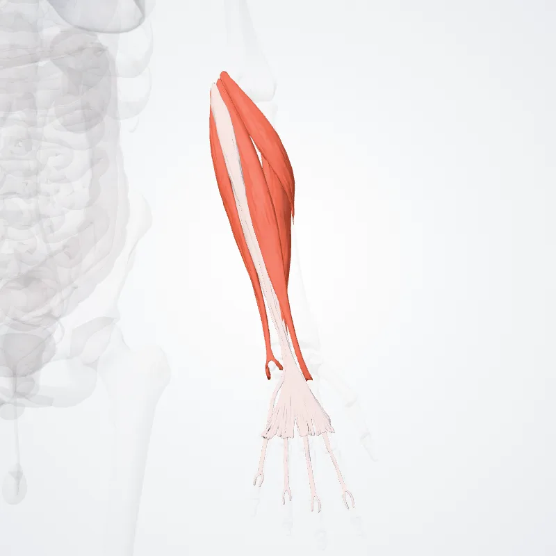 Pars superficialis compartimenti anterioris antebrachii (Superficial part of anterior compartment of forearm) hervorgehoben in einem 3D-Modell des menschlichen Körpers