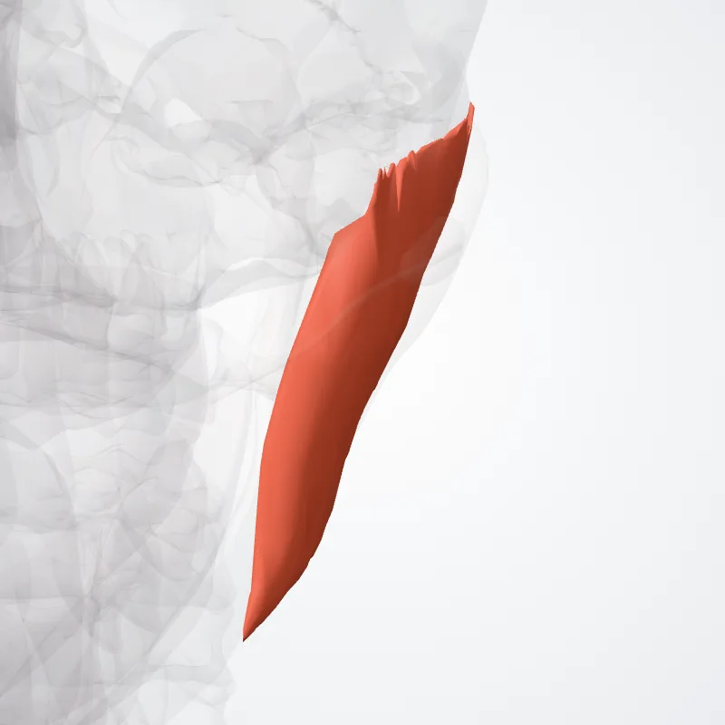 Superficial part of masseter (Pars superficialis masseteris) highlighted in a 3D model of the human body