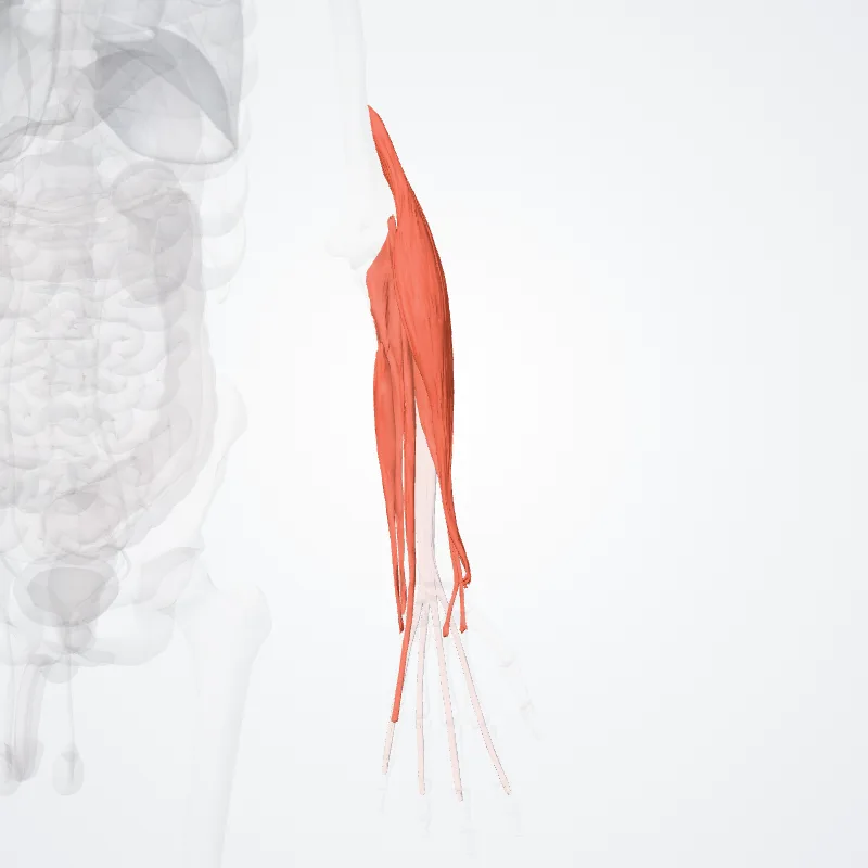 Superficial part of posterior compartment of forearm (Pars superficialis compartimenti posterioris antebrachii) highlighted in a 3D model of the human body