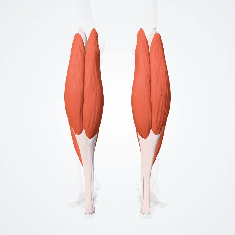 Superficial part of posterior compartment of leg (Pars superficialis compartimenti posterioris cruris) highlighted in a 3D model of the human body