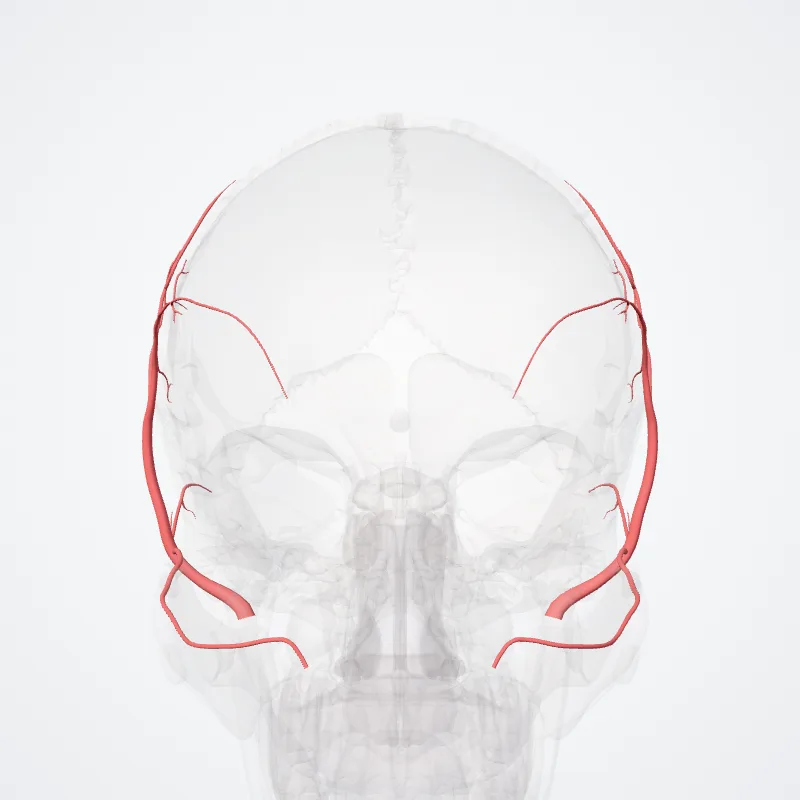 Superficial temporal artery (Arteria temporalis superficialis) highlighted in a 3D model of the human body
