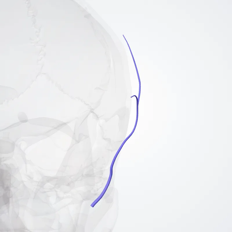 Superficial temporal veins (Venae temporales superficiales) highlighted in a 3D model of the human body