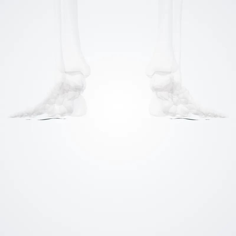Superficial transverse metatarsal ligament (Ligamentum metatarseum transversum superficiale) highlighted in a 3D model of the human body