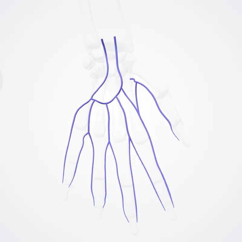 Arcus venosus palmaris superficialis (Superficial venous palmar arch) hervorgehoben in einem 3D-Modell des menschlichen Körpers