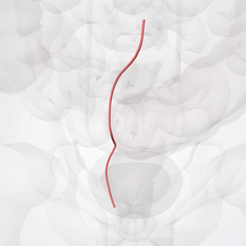 Superior anorectal artery (Arteria anorectalis superior) highlighted in a 3D model of the human body