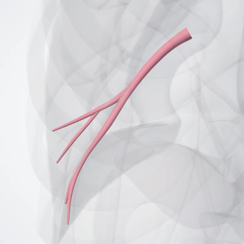 Superior basal vein of left lung (Vena basalis superior pulmonis sinistri) highlighted in a 3D model of the human body