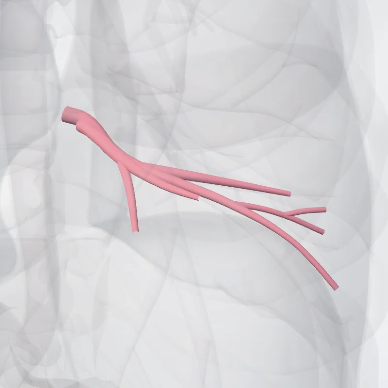 Vena basalis superior pulmonis dextri (Superior basal vein of right lung) hervorgehoben in einem 3D-Modell des menschlichen Körpers