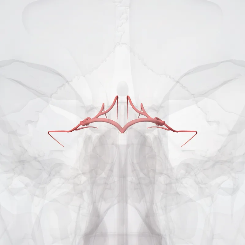 Arteria cerebelli superior (Superior cerebellar artery) hervorgehoben in einem 3D-Modell des menschlichen Körpers