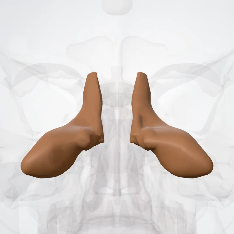 Pedunculus cerebellaris superior (Superior cerebellar peduncle) hervorgehoben in einem 3D-Modell des menschlichen Körpers
