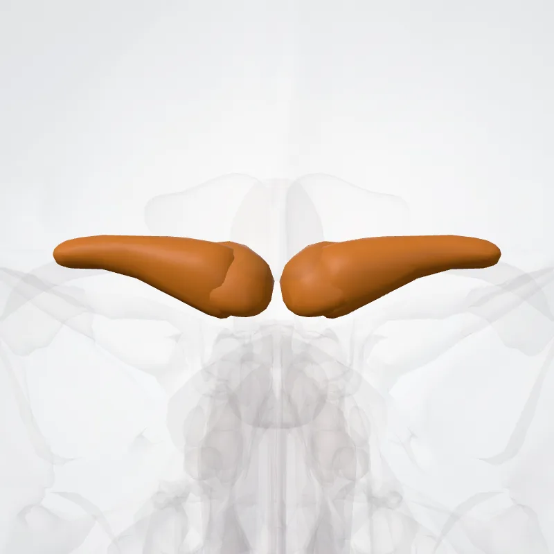 Superior colliculus (Colliculus superior) highlighted in a 3D model of the human body