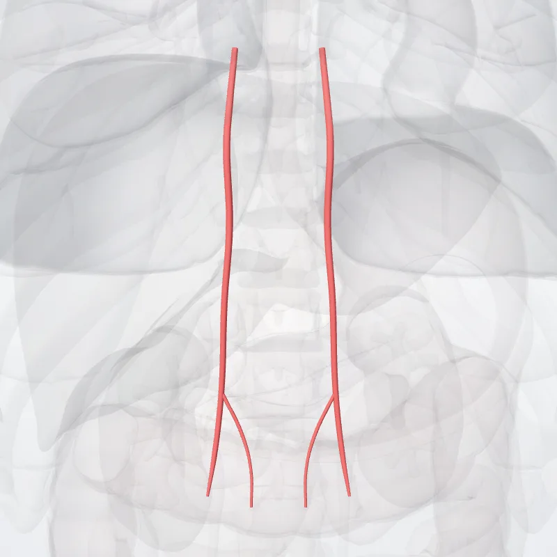 Superior epigastric artery (Arteria epigastrica superior) highlighted in a 3D model of the human body