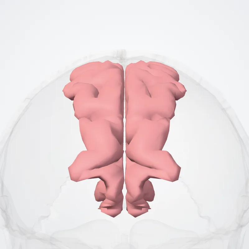 Gyrus frontalis superior (Superior frontal gyrus) hervorgehoben in einem 3D-Modell des menschlichen Körpers