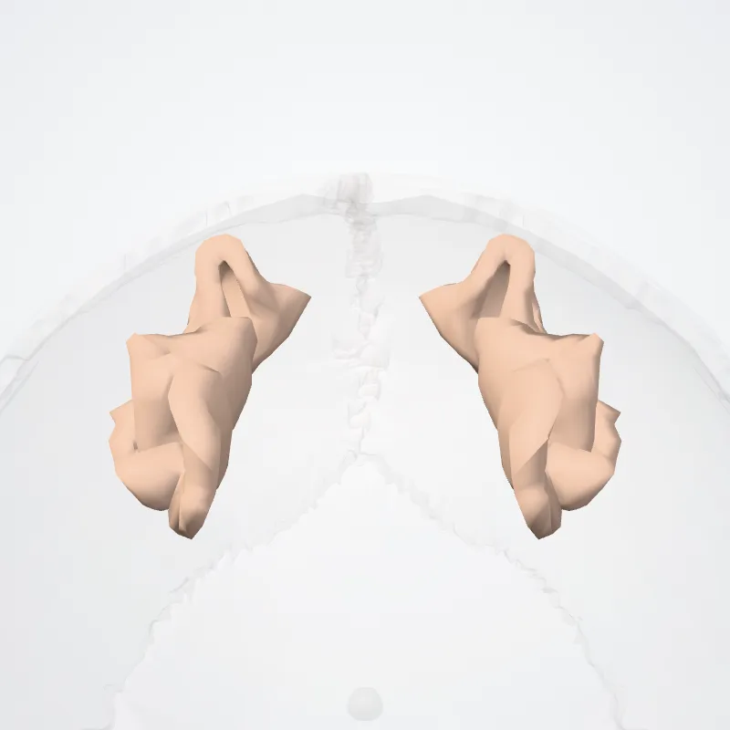 Sulcus frontalis superior (Superior frontal sulcus) hervorgehoben in einem 3D-Modell des menschlichen Körpers