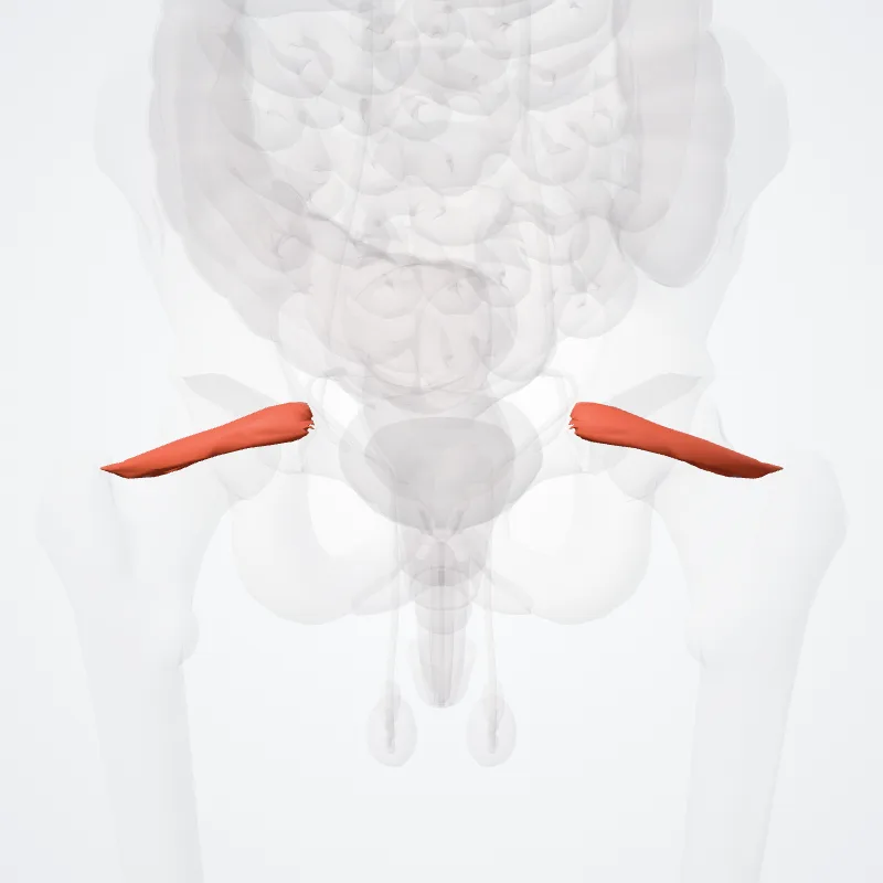 Musculus gemellus superior (Superior gemellus muscle) hervorgehoben in einem 3D-Modell des menschlichen Körpers
