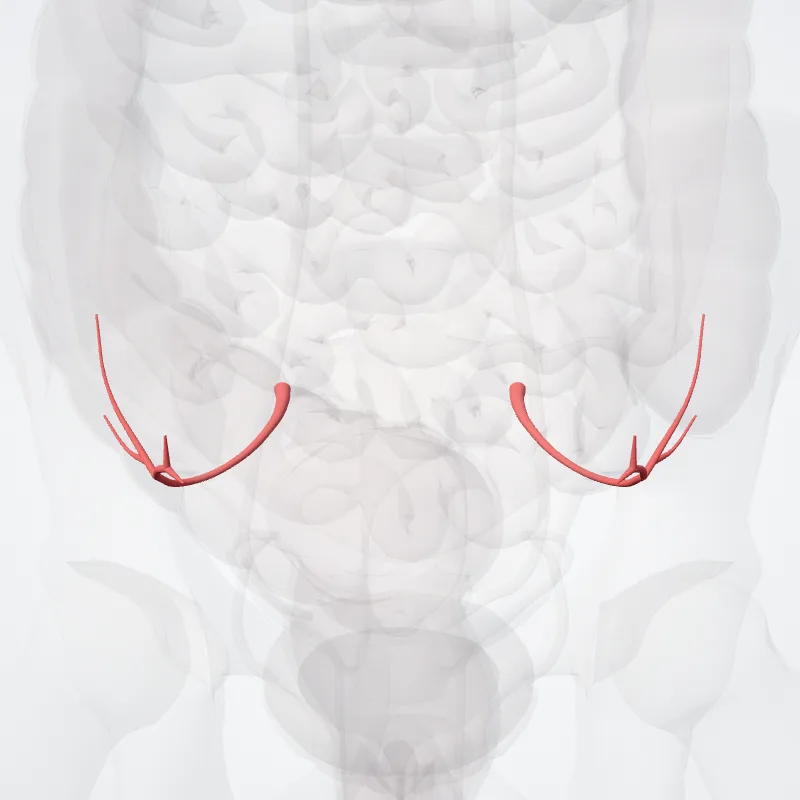 Arteria glutea superior (Superior gluteal artery) hervorgehoben in einem 3D-Modell des menschlichen Körpers