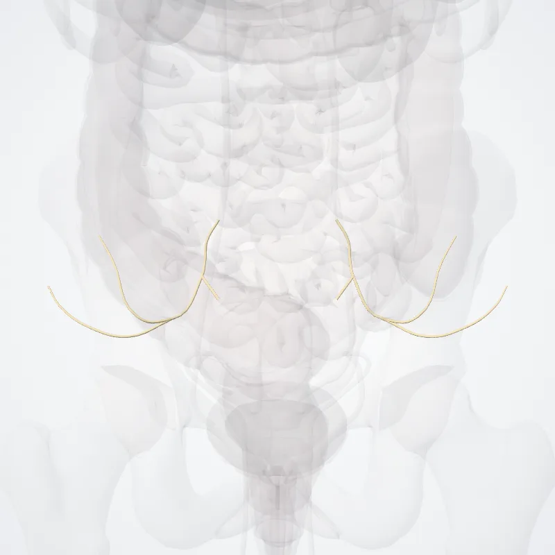 Superior gluteal nerve (Nervus gluteus superior) highlighted in a 3D model of the human body