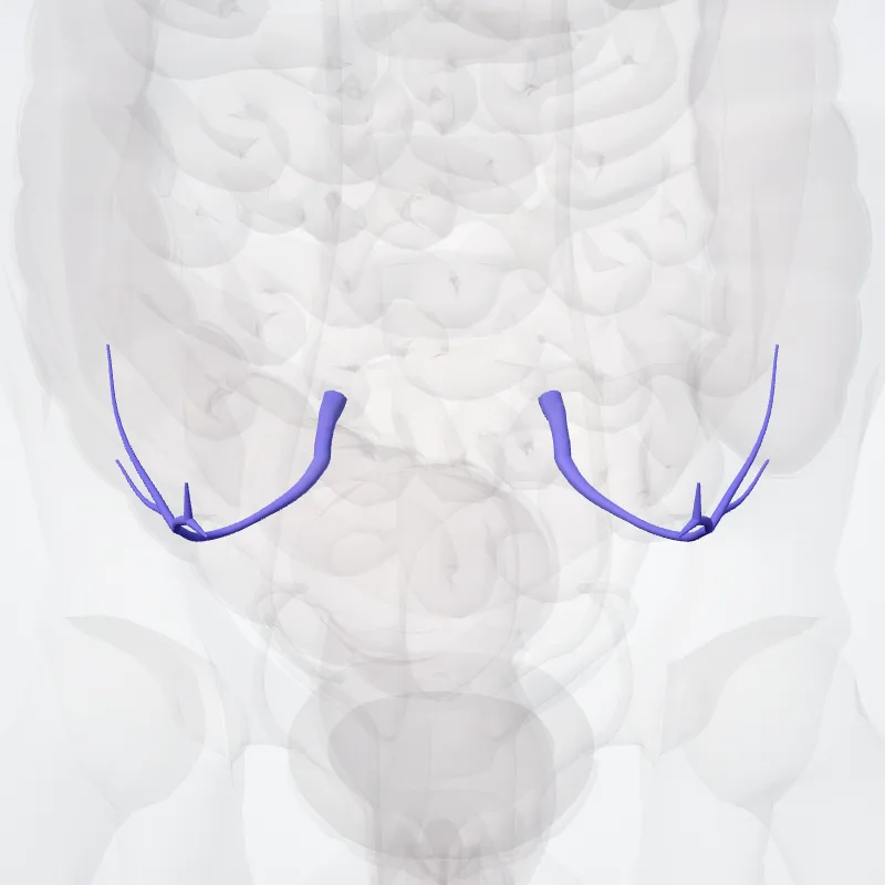 Venae gluteae superiores (Superior gluteal veins) hervorgehoben in einem 3D-Modell des menschlichen Körpers