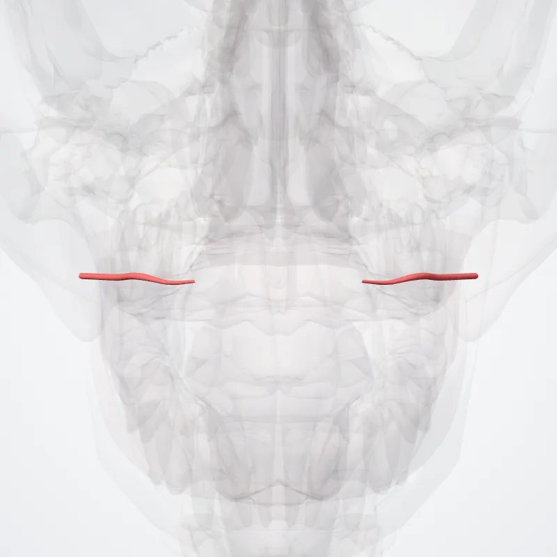 Arteria labialis superior (Superior labial artery) hervorgehoben in einem 3D-Modell des menschlichen Körpers