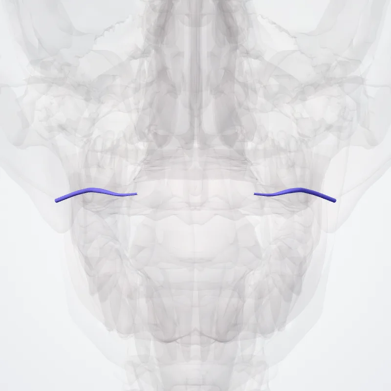 Superior labial vein (Vena labialis superior) highlighted in a 3D model of the human body