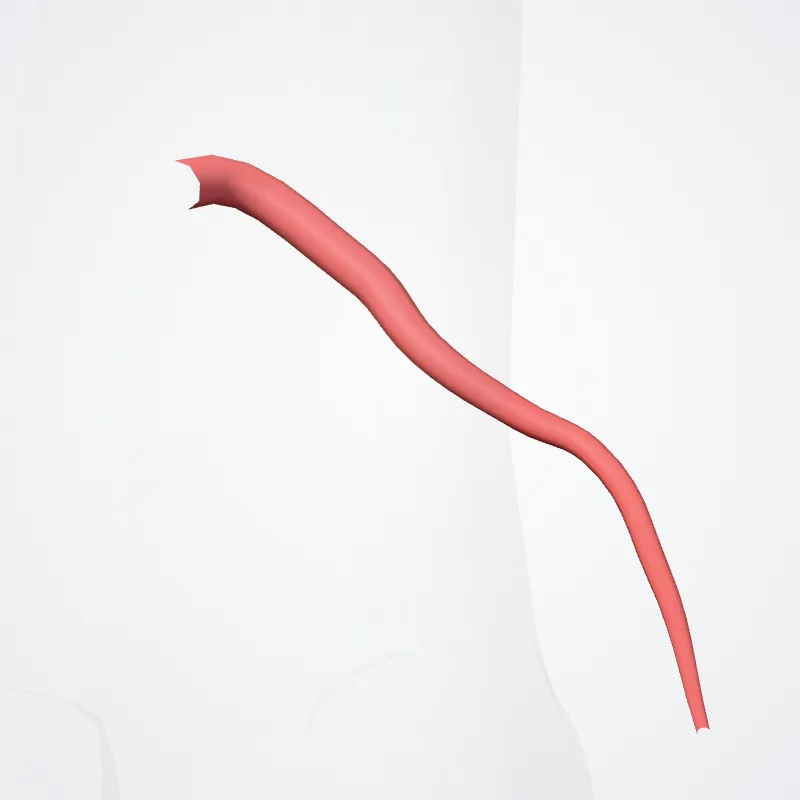 Superior lateral genicular artery (Arteria superior lateralis genus) highlighted in a 3D model of the human body