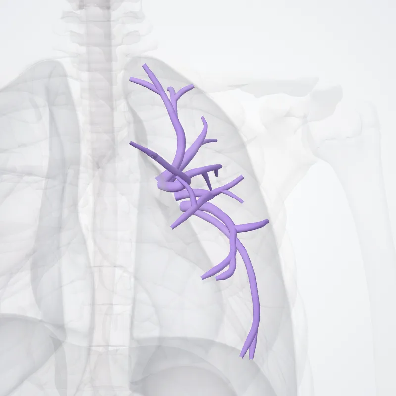Superior lobar artery of left lung (Arteria lobaris superior pulmonis sinistri) highlighted in a 3D model of the human body