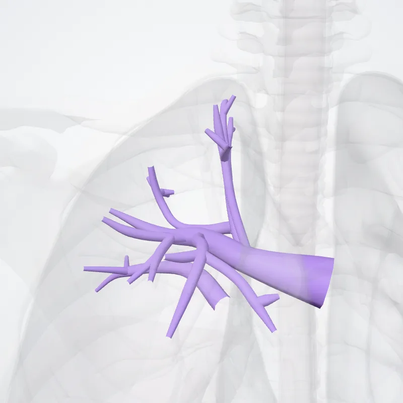 Superior lobar artery of right lung (Arteria lobaris superior pulmonis dextri) highlighted in a 3D model of the human body