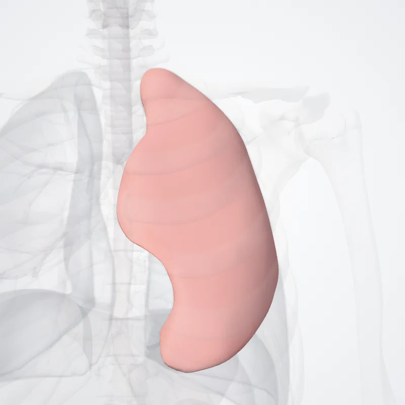 Superior lobe of left lung, the structure this landmark is on