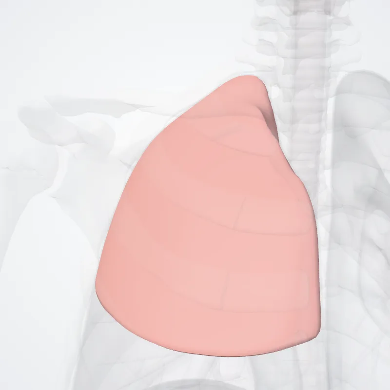 Superior lobe of right lung, the structure this landmark is on