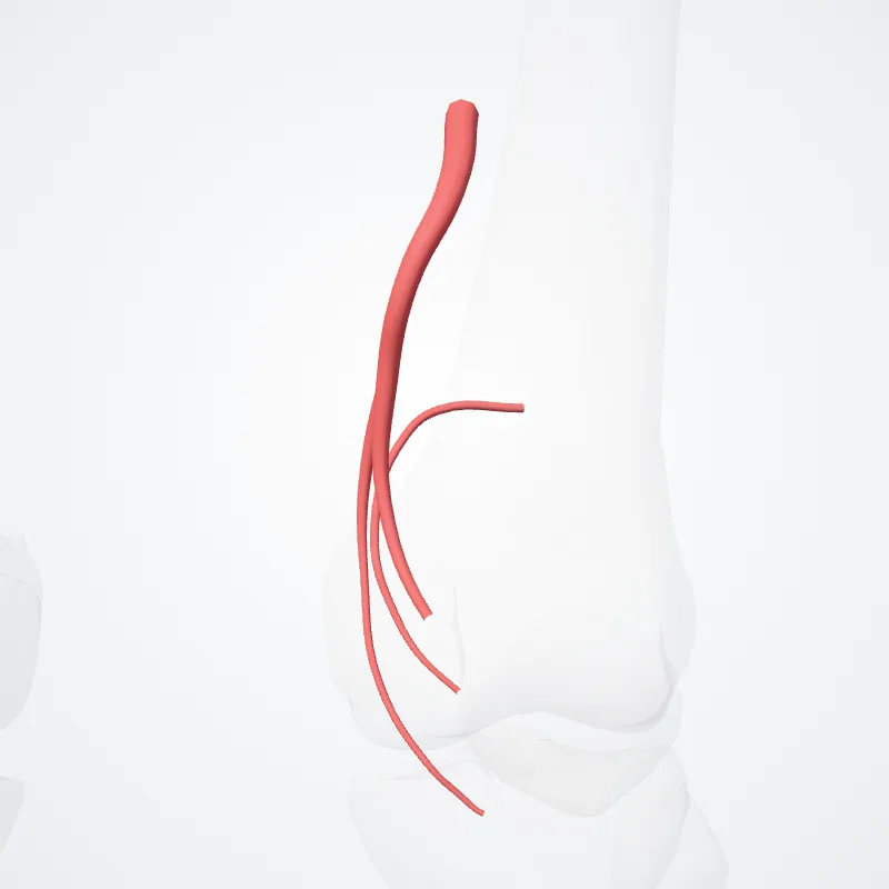 Arteria superior medialis genus (Superior medial genicular artery) hervorgehoben in einem 3D-Modell des menschlichen Körpers