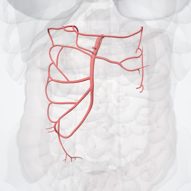 Superior mesenteric artery (Arteria mesenteries superior) highlighted in a 3D model of the human body