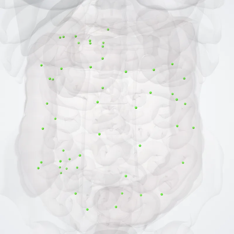 Superior mesenteric nodes (Nodi mesenterici superiores) highlighted in a 3D model of the human body