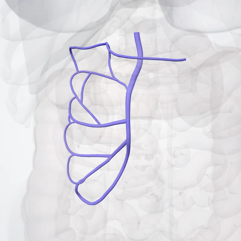 Superior mesenteric vein (Vena mesenterica superior) highlighted in a 3D model of the human body