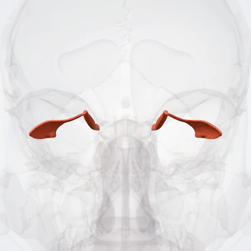 Superior oblique muscle (Musculus obliquus superior bulbi oculi) highlighted in a 3D model of the human body