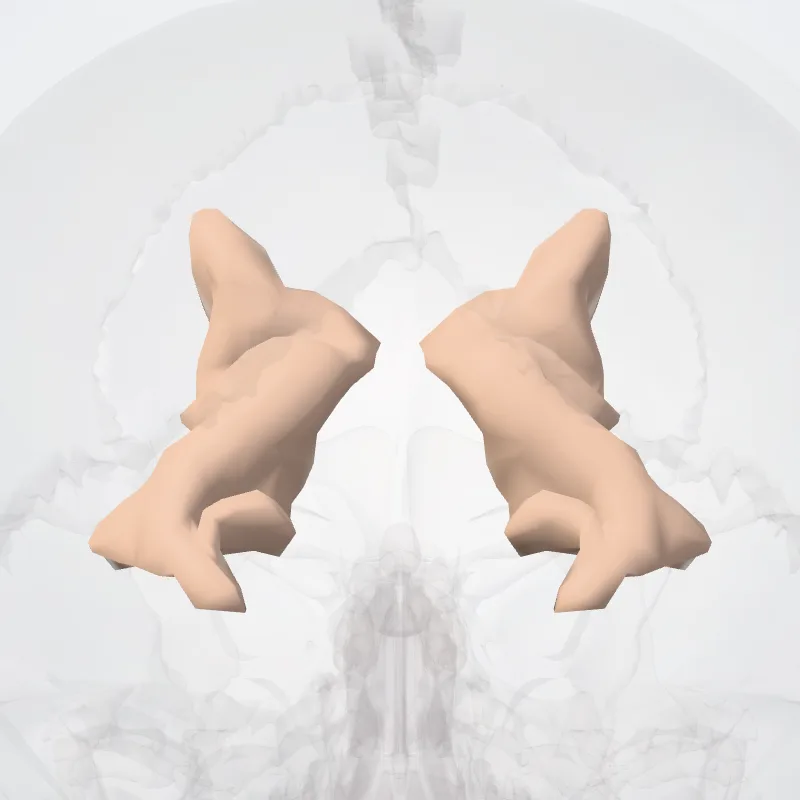 Superior occipital gyri (Gyri occipitales superiores) highlighted in a 3D model of the human body