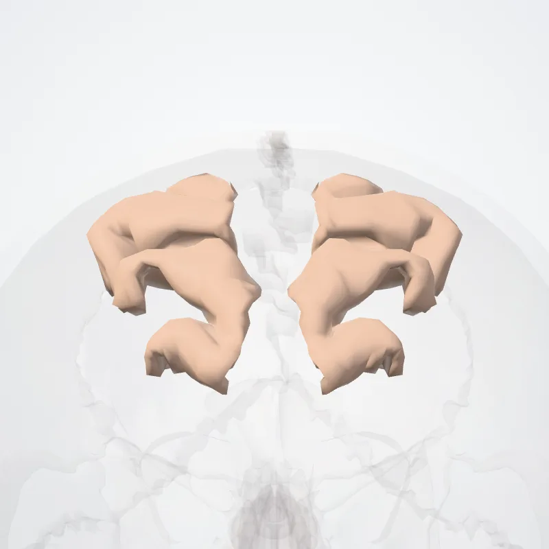 Superior parietal lobule (Lobulus parietalis superior) highlighted in a 3D model of the human body