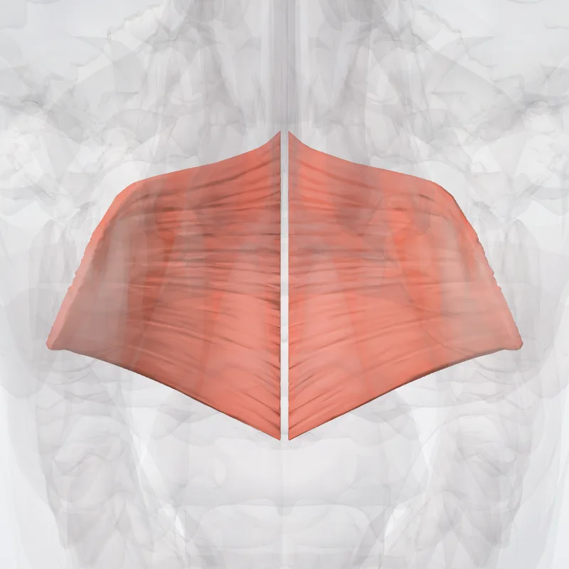 Constrictor superior pharyngis (Superior pharyngeal constrictor) hervorgehoben in einem 3D-Modell des menschlichen Körpers